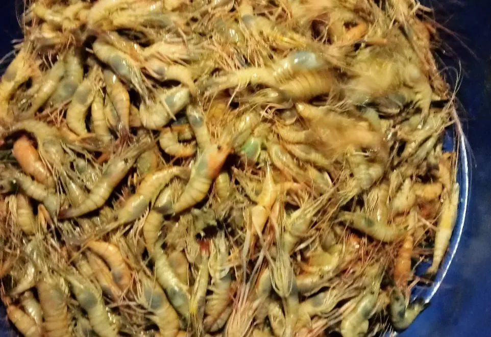 কচুয়ায় ঘেরে বিষ দিয়ে ৩ লাখ টাকার চিংড়ি লুট